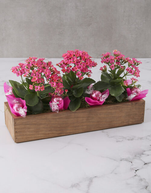 Kalanchoe Flowers In A Wooden Crate (Yellow)