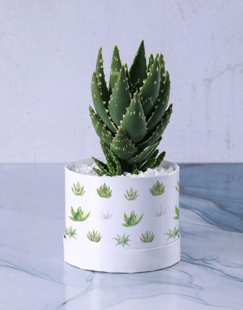 Sophisticated Aloe Hat Box Gift Set (Standard)