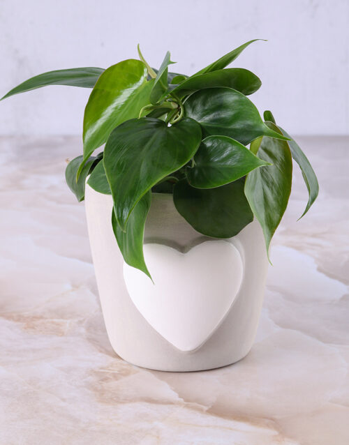Loving Heart Leaf Pot Plant