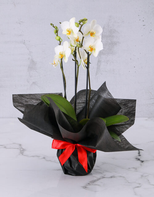 Sophisticated White Phalaenopsis Orchid (Standard)