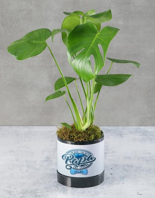 Potted Monsteria For Dad (STANDARD)