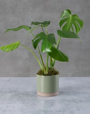 Marvellous Monstera Pot Plant