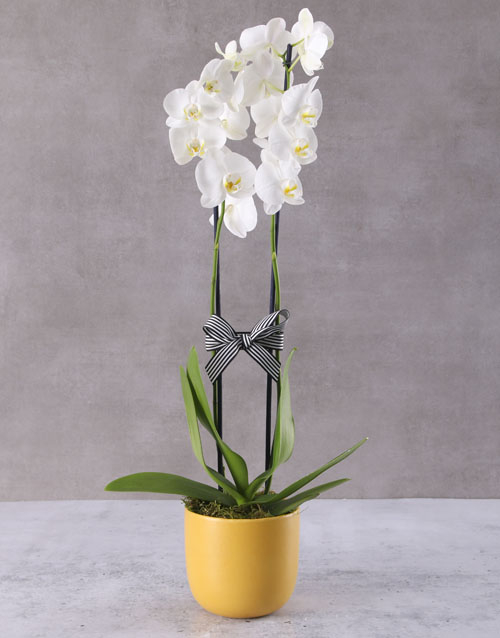 White Orchid In Yellow Ceramic Pot