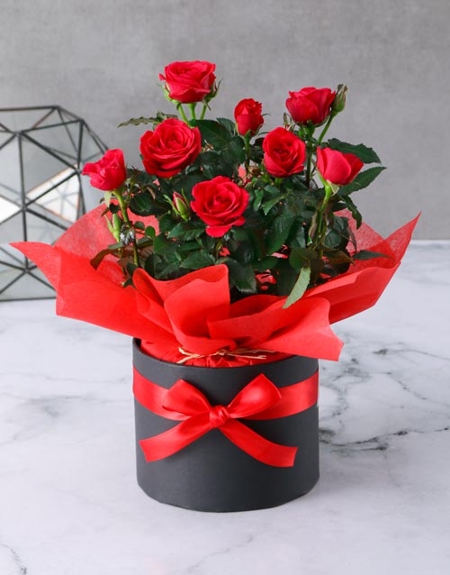 Red Rose Bush In Serene Hat Box