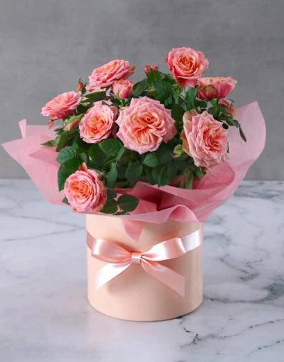 Pink Rose Bush Allure In Pink Hat Box