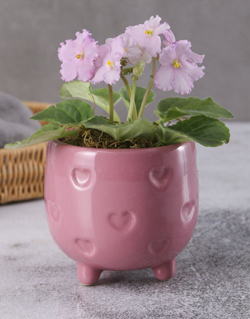 African Violets In Pink Heart Pot