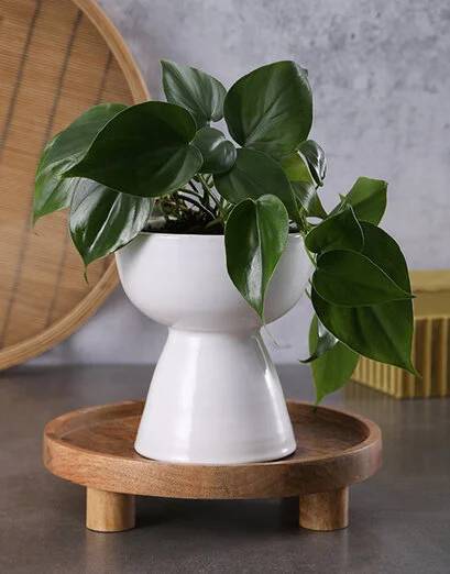 Heartleaf Plant In Hero Vase (Standard)