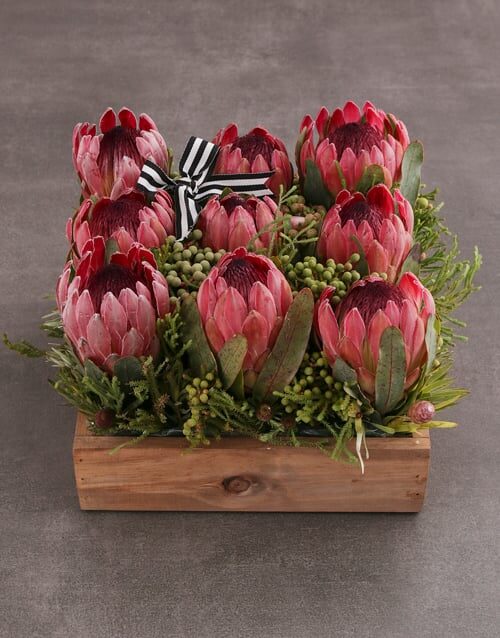 Pink Protea Blossoms