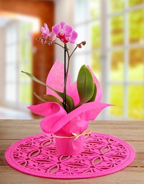 Midi Cerise Phalaenopsis Orchid