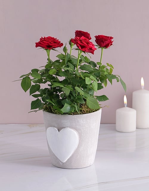 Red Rose Bush In Heart Design Pot