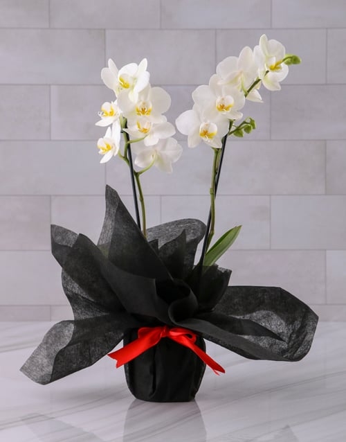 Sophisticated Midi Orchid Wrapped in Black
