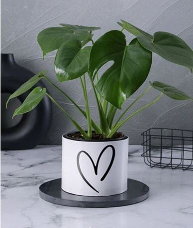 Love In Evergreen Monstera