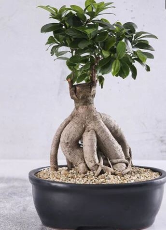 Bonsai In Black Pot