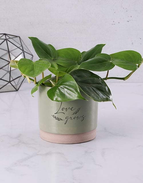 Love Grows Philodendron Set