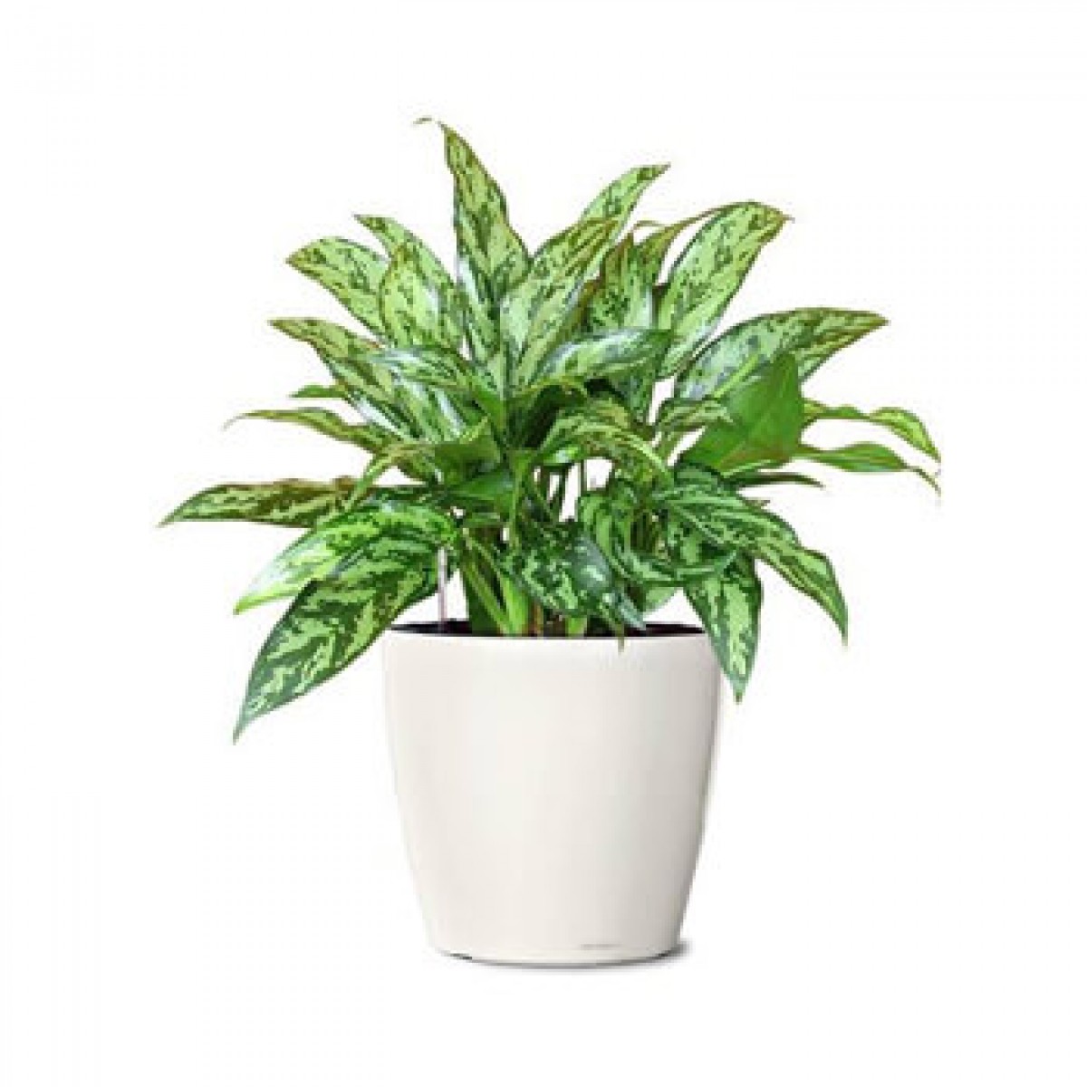 Aglaonema