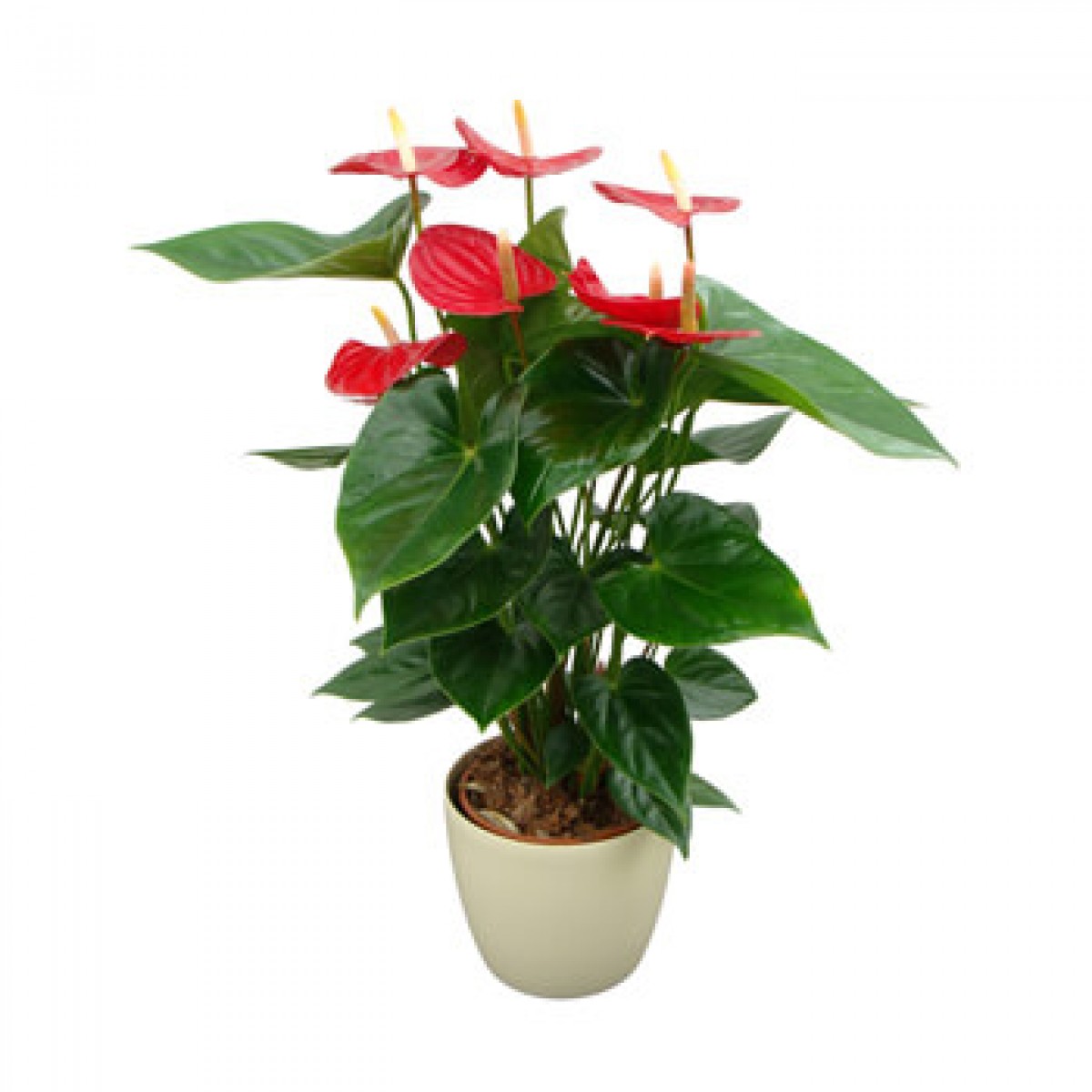 Anthurium