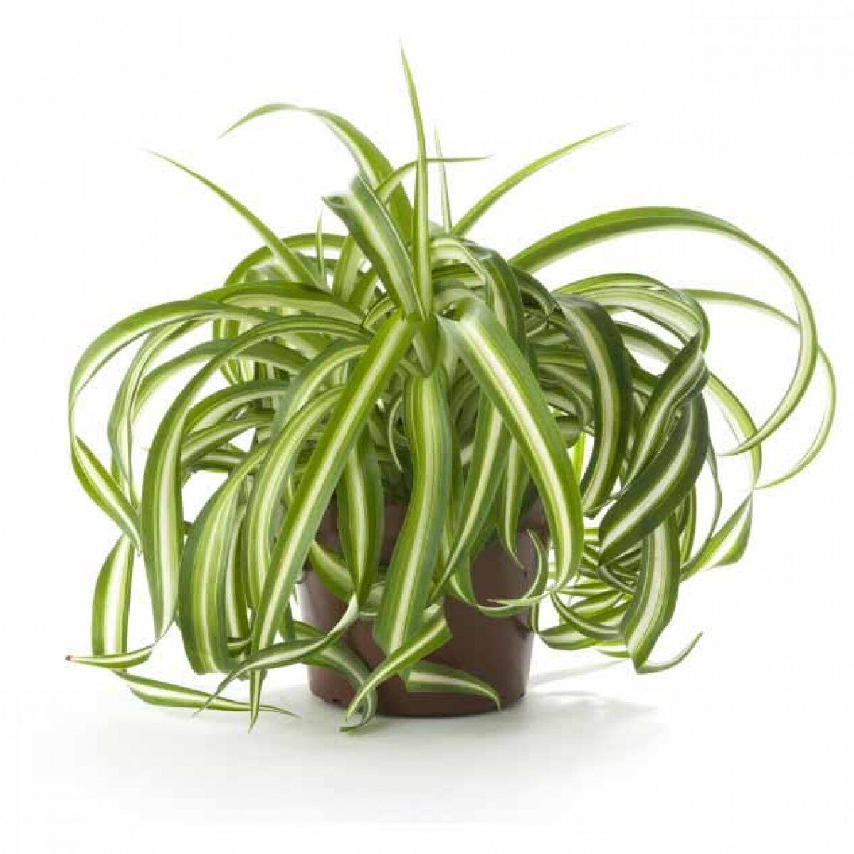 Cornflower (Air Purifier)