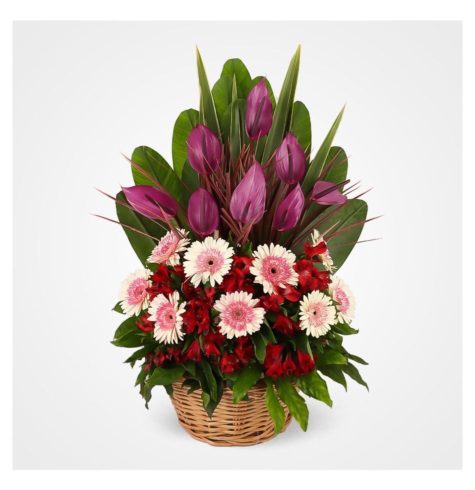 Sana Anthuriums Flower Basket