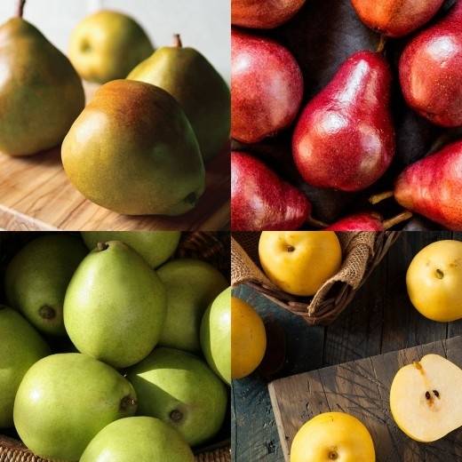 Oregon Pear Medley (Large)