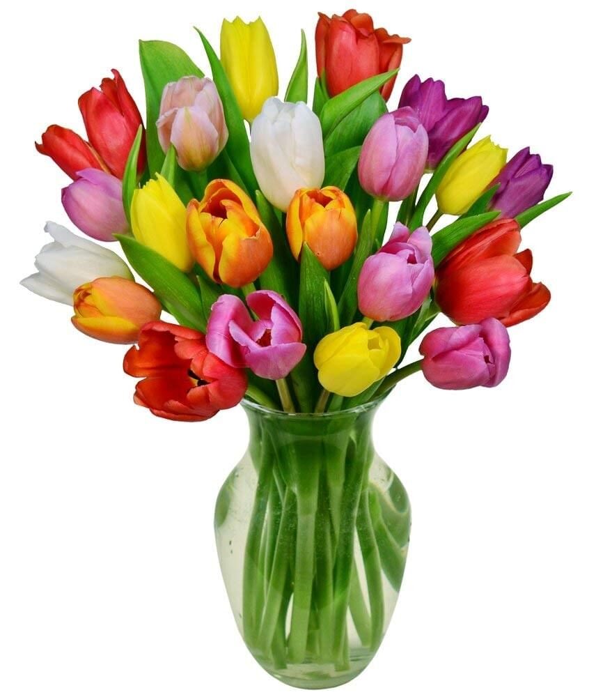 20 MULTICOLOUR TULIPS