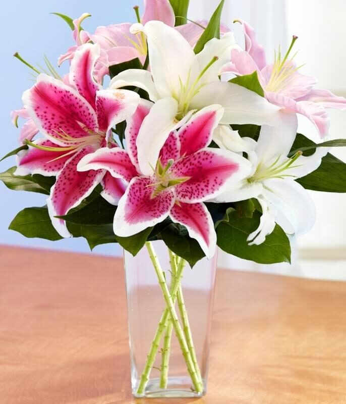 ORIENTAL LILIES (Regular)