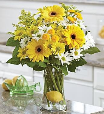 LEMONADE (Regular)