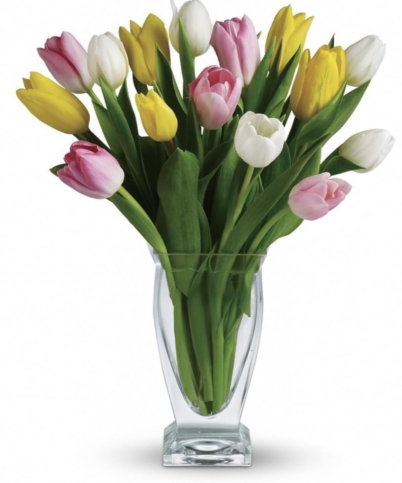 15 MULTICOLOUR TULIPS