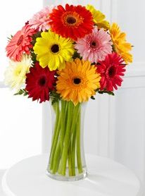 Colorful World Gerbera Daisy Vase