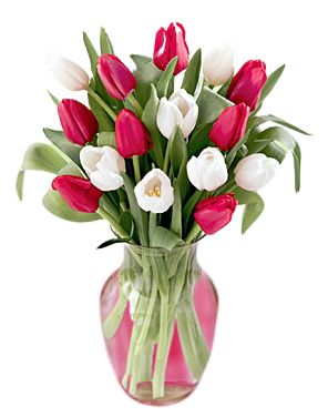 Romance Tulips#57