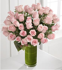 One Kiss, One Rose (24 Rosesus)