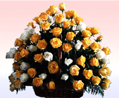 Celebration (48 Rosesus)