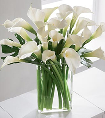 Serenity (12 Calla Liliesus)
