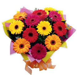 New Hope (24 Gerbera Daisesus)