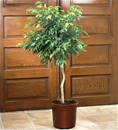 Rubber Plant (Rubber Plantus)
