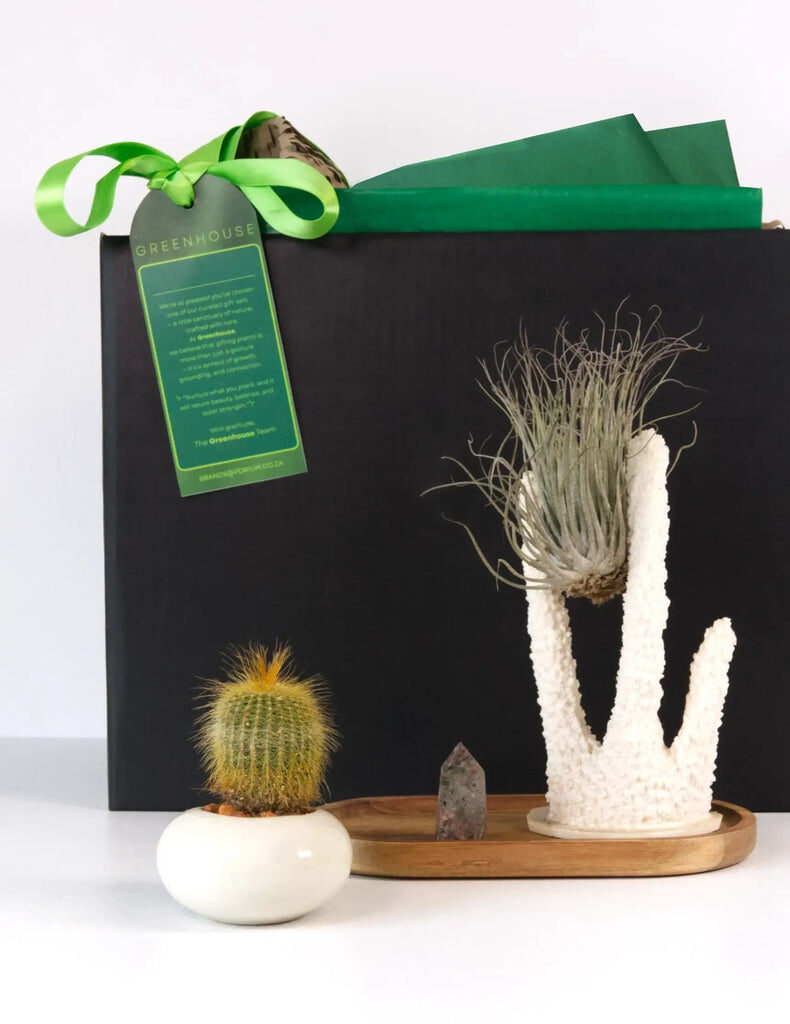 Airborn Intentions Aerial Plant Gift Set