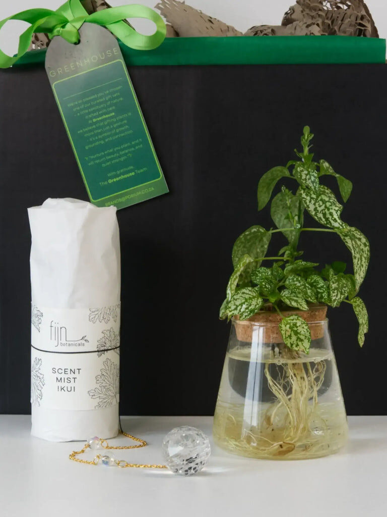 Suspended Serenity Hydroponic Plant Gift Set