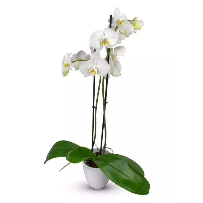 Phalaenopsis of various colors in a ceramic pot.