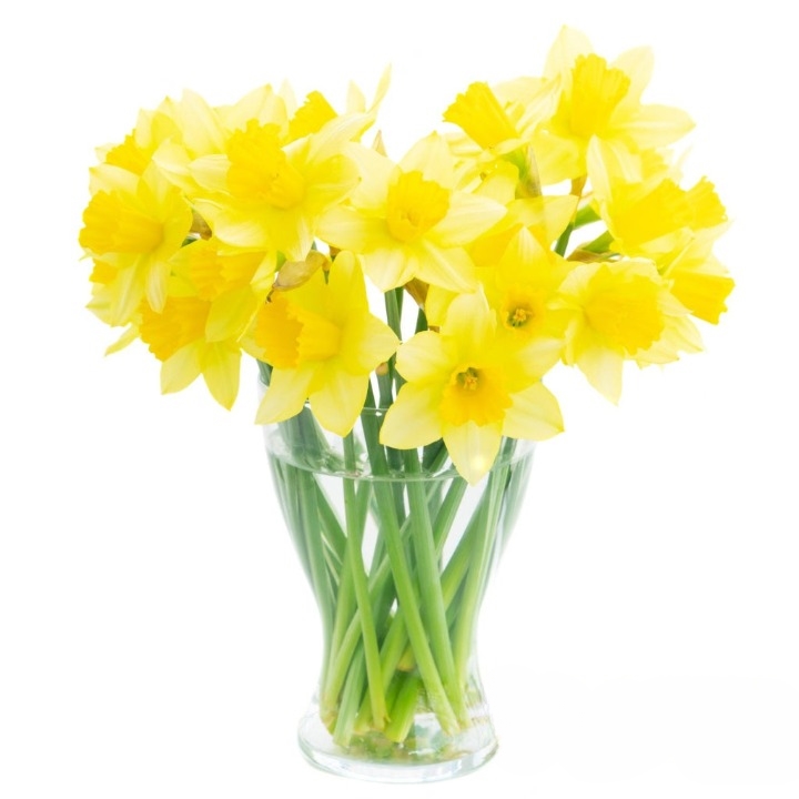 Festive Hues Bouquet - 21 Yellow Daffodils
