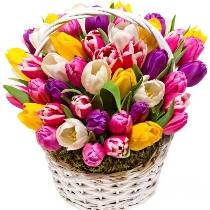 Multicolored Tulips Basket - 47 Tulips Spring Arrangement (regular - fresh, quality flowers)