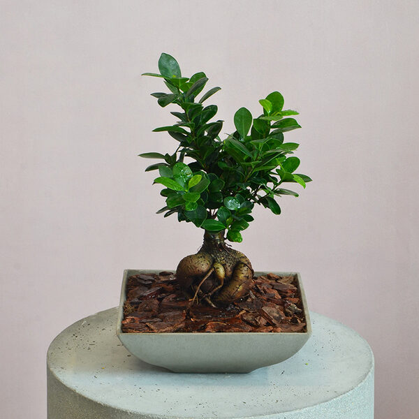 Bonsai Tray