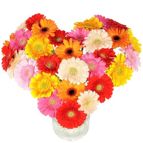 Heart bouquet of gerberas approx. 41 cm in diameter (Groot Hart book approx 30 mixed gerberas)