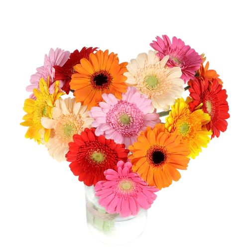 Heart bouquet of gerberas approx. 25 cm in diameter (Heart bouquet approx 15 mixed gerberas)
