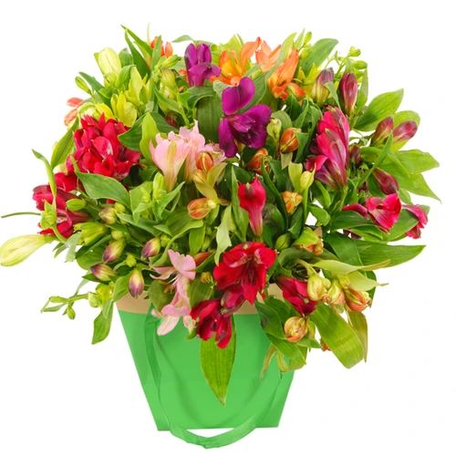 Alstroemerias mixed in gift bag (Bag with 9 mixed Alstroemeria)