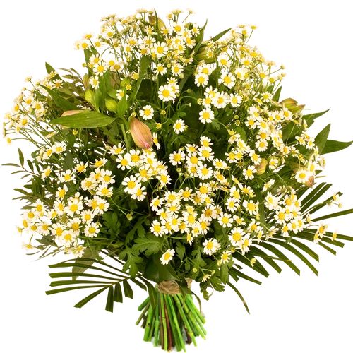 Chamomile bouquet is a wildflower (Chamomile bouquet medium)