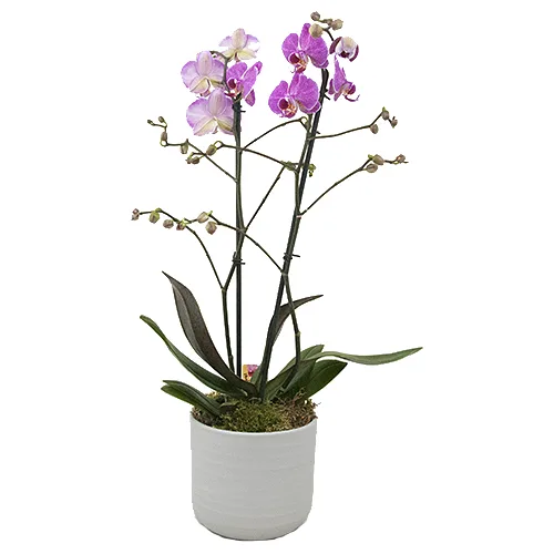 Roze phalaenopsis in stenen pot