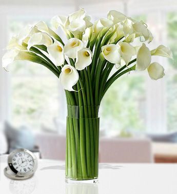 Morning Glory (30 Cala Lilies)