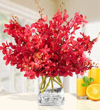 Red Mokara Orchids (20 Red Mokara Orchids)