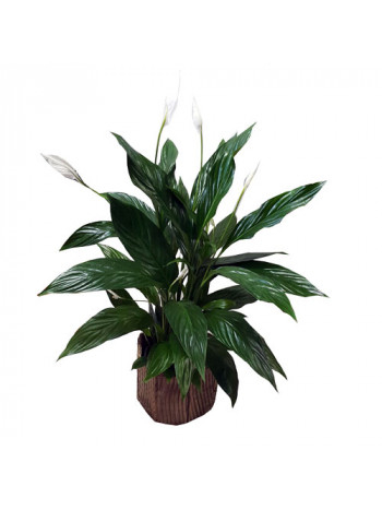 Spathiphyllum