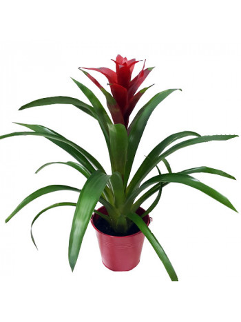 Guzmania