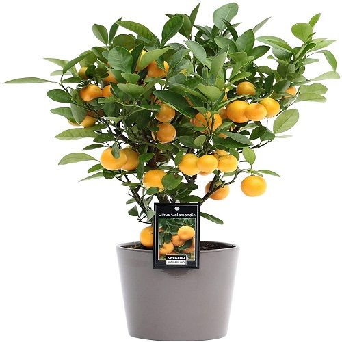 Calamondin Citrus plant